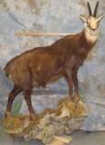 LIFESIZE CHAMOIS TAXIDERMY