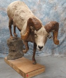 LIFESIZE MTN ROCKY BIG HORN SHEEP TAXIDERMY