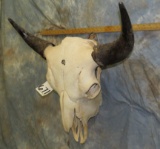 BUFFALO SKULL TAXIDERMY