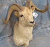 BIG HORN DALL SHEEP TAXIDERMY