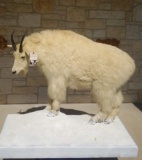 LIFESIZE MOUNTAIN GOAT  TAXIDERMY