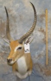 KAFUE LECHWE SH MT