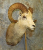 STONE SHEEP SH MT TAXIDERMY