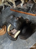 HIPPO SH MT -REAL SKIN -REPRO TEETH  TAXIDERMY