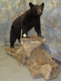 FULL BODY BLACK BEAR TAXIDERMY