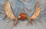 XL MOOSE RACK ON PLAQUE  TAXIDERMY