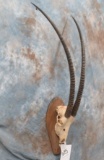 SCIMITAR HORNED ORYX SKULL TAXIDERMY (TX RES)