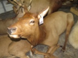 LIFESIZE FEMALE ELK TAXIDERMY