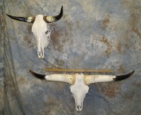 2 LONGHORN SKULLS (2X$) TAXIDERMY