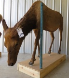 LIFESIZE FEMALE ELK TAXIDERMY