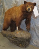 LIFESIZE CINNAMON BLACK BEAR TAXIDERMY