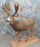 LIFESIZE MULE DEER W/REPRO XL RACK TAXIDERMY