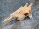GIRAFFE SKULL TAXIDERMY