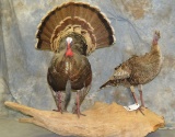LIFESIZE TURKEY & TURKEY HEN ON LOG TAXIDERMY