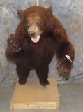 LIFESIZE CINNAMON BLACK BEAR TAXIDERMY