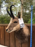 BEAUTIFUL CHAMOIS SH MT TAXIDERMY