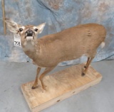 LIFESIZE WHITETAIL DOE TAXIDERMY