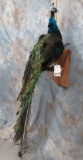 LIFESIZE INDI BLUE PEACOCK ON PERCH  TAXIDERMY
