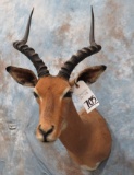 IMPALA SH MT TAXIDERMY