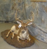 LIFESIZE LAYING PIEBALD WHITETAIL TAXIDERMY