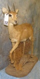 FULL BODY ORBI TAXIDERMY