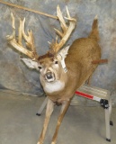 LIFESIZE WHITETAIL DEER W/ CLUB TAXIDERMY