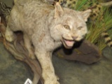 LIFESIZE CANADIAN LYNX TAXIDERMY