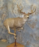 LIFESIZE MULE DEER TAXIDERMY