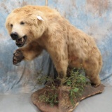 LIFESIZE GRIZZLY BEAR ON BASE  TAXIDERMY