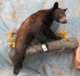 LIFESIZE BLACK BEAR ON LIMB TAXIDERMY