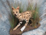 LIFESIZE SERVAL CAT TAXIDERMY