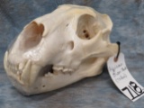 LION SKULL TAXIDERMY (TX RES)