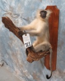 REALLY NICE LIFESIZE VERVET MONKEY  TAXIDERMY