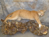 FB MTN LION TAXIDERMY