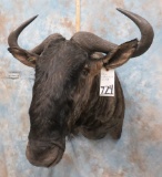 BLUE WILDEBEEST SH MT  TAXIDERMY