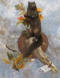 VERY NICE NEW BLACK SQUIRREL MT TAXIDERMY
