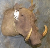 WARTHOG SH MT TAXIDERMY