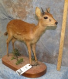 LIFESIZE SUNI TAXIDERMY