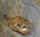 LIFESIZE RINGTAIL CAT TAXIDERMY