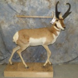 LIFESIZE PRONGHORN TAXIDERMY