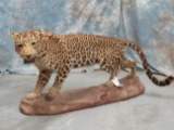 LIFESIZE LEOPARD (TX RES) TAXIDERMY