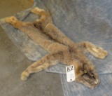 LYNX HIDE TAXIDERMY