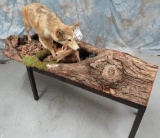 LIFESIZE COYOTE W/BABY FAWN ON BASE  TAXIDERMY