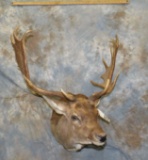 CHOCOLATE FALLOW SH MT TAXIDERMY