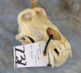 MONSTER SIZE AFRICAN BABOON SKULL (ALL TEETH)
