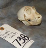 VERVET MONKEY SKULL  TAXIDERMY