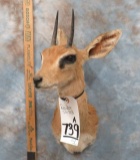 STEINBOK SH MT  TAXIDERMY