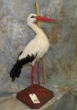 AFRICAN WHITE STOCK TAXIDERMY