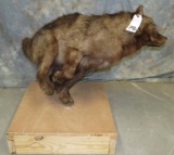 BEAUTIFUL LIFESIZE BLACK WOLF TAXIDERMY