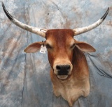 LONGHORN SH MT TAXIDERMY